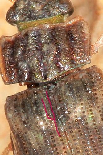 Helophorus alternans