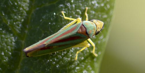 Réf. 214 782 : Graphocephala fennahi