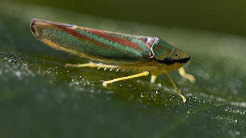 Réf. 214 783 : Graphocephala fennahi