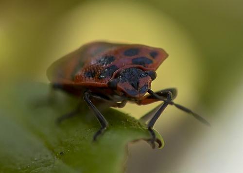Eurydema ornata