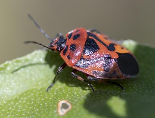 Réf. 214 789 : Eurydema ornata
