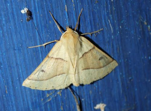 Réf. 214 411 : Crocallis elinguaria