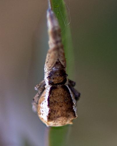 Réf. 214 953 : Hyptiotes paradoxus