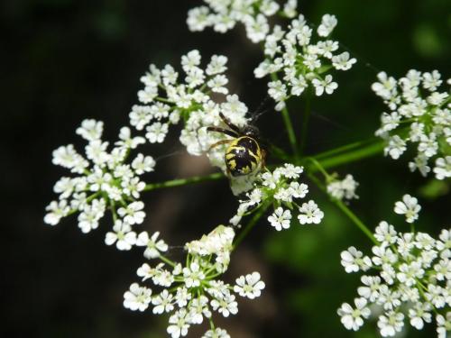 Synema globosum