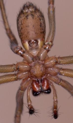 Eratigena agrestis