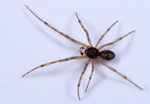 Steatoda triangulosa