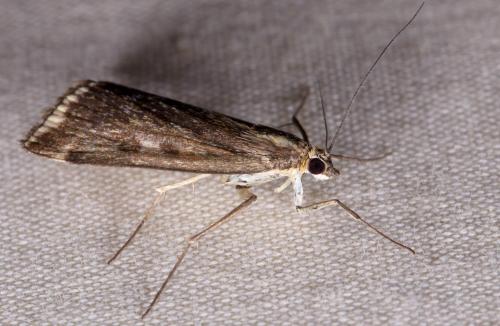 Loxostege sticticalis