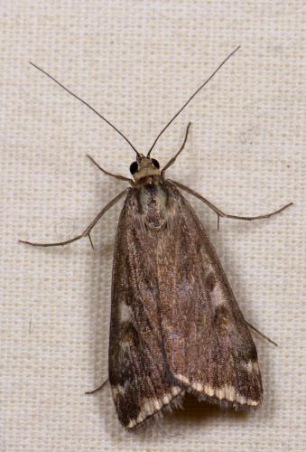 Réf. 214 193 : Loxostege sticticalis