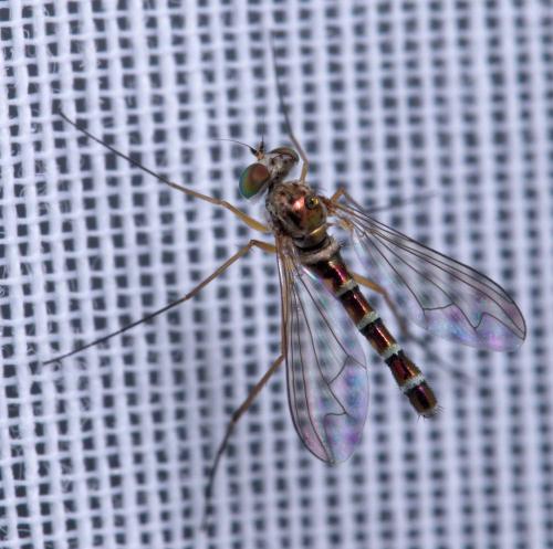 Sciapus sp.