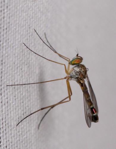 Sciapus sp.