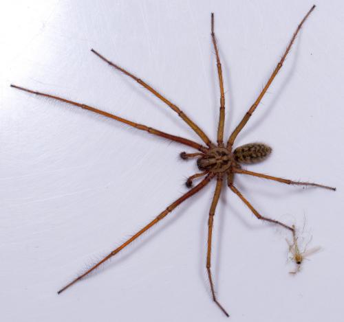 Eratigena saeva