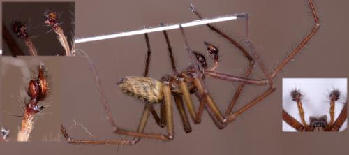 Eratigena saeva