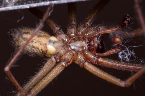 Eratigena saeva