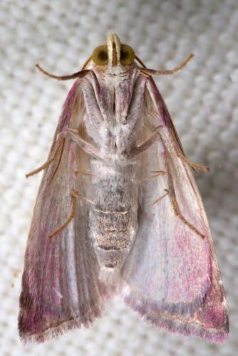 Eublemma purpurina