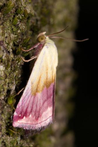 Eublemma purpurina