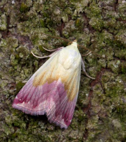 Eublemma purpurina