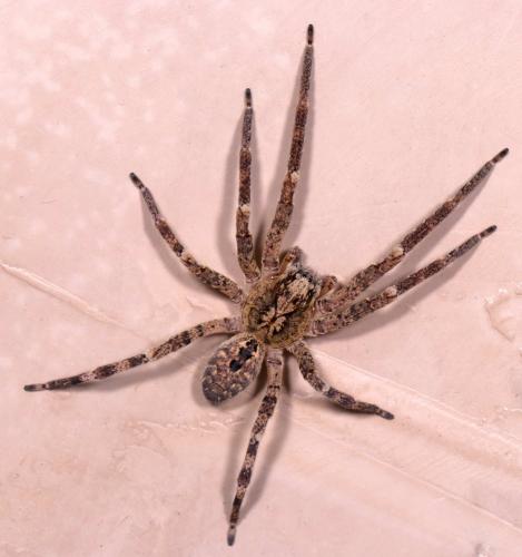 Réf. 214 435 : Zoropsis spinimana