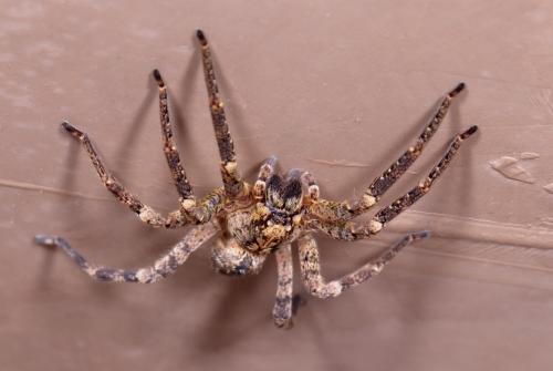 Zoropsis spinimana