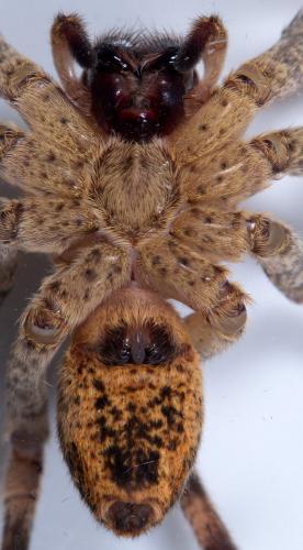 Zoropsis spinimana