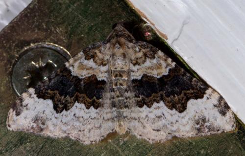 Réf. 214 708 : Epirrhoe galiata