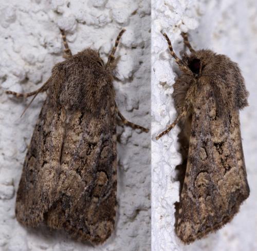 Réf. 214 711 : Luperina testacea