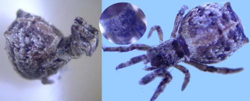 Hyptiotes sp.