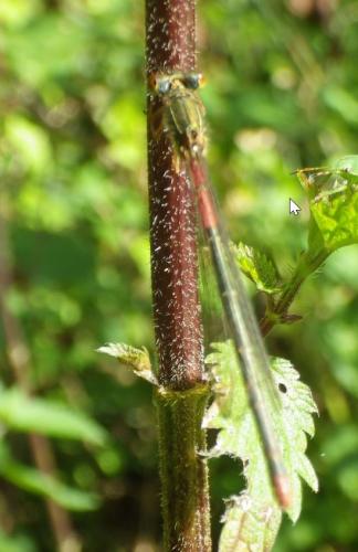 Ceriagrion tenellum