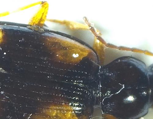 Réf. 214 511 : Bembidion tetracolum