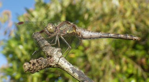 Sympetrum striolatum