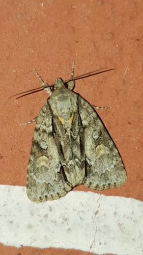Acronicta strigosa
