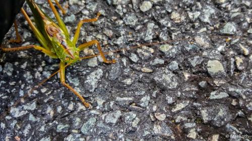 Tettigonia viridissima