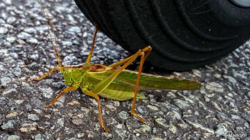 Tettigonia viridissima