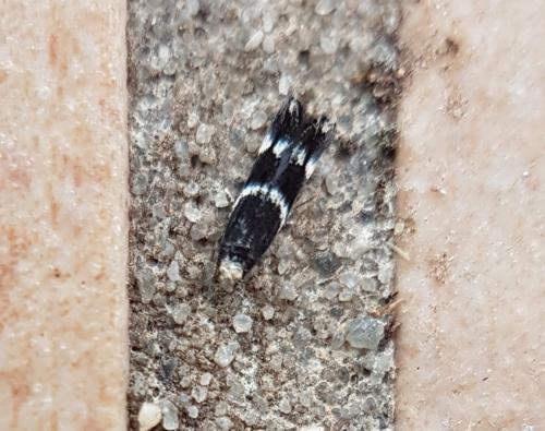 Elachista sp.
