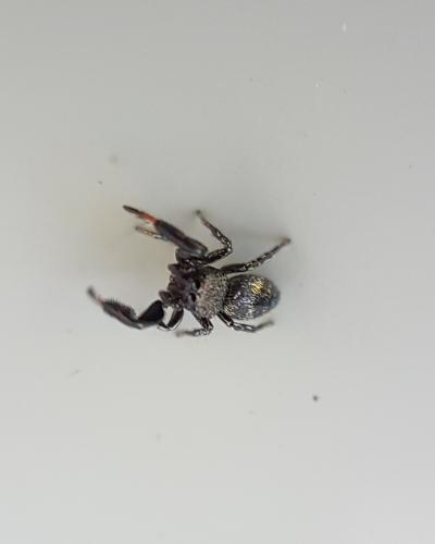 Réf. 214 239 : Sibianor aurocinctus