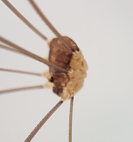 Réf. 214 381 : Nelima doriae