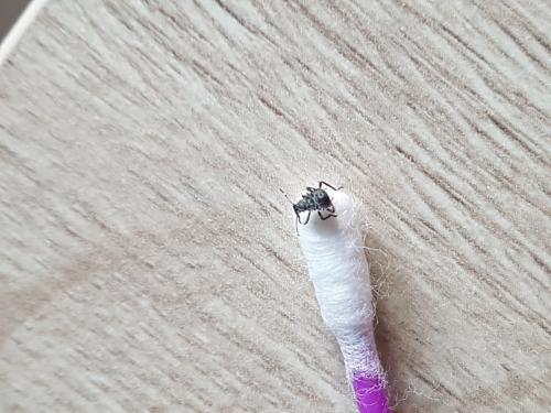 Halyomorpha halys