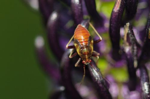 Réf. 214 947 : Grypocoris sexguttatus