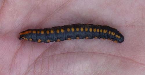 Cucullia lucifuga