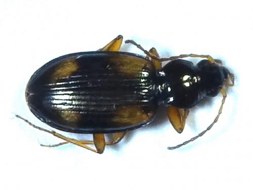 Réf. 214 161 : Bembidion tetracolum