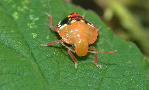 Nezara viridula