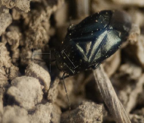 Strongylocoris atrocoeruleus