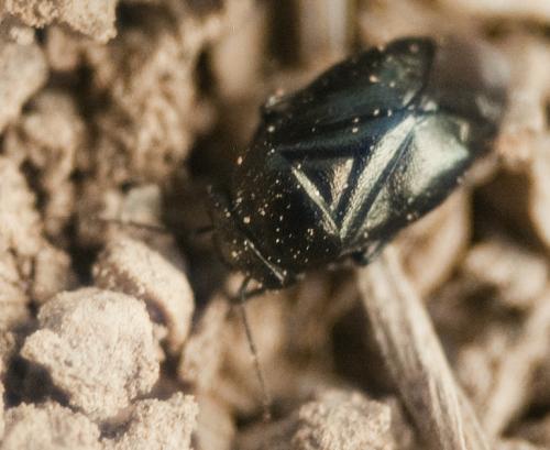 Strongylocoris atrocoeruleus