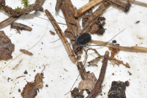 Histricostoma dentipalpe
