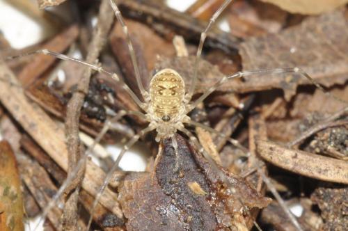 Amilenus aurantiacus