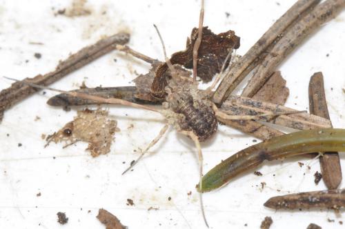 Réf. 214 887 : Lophopilio palpinalis