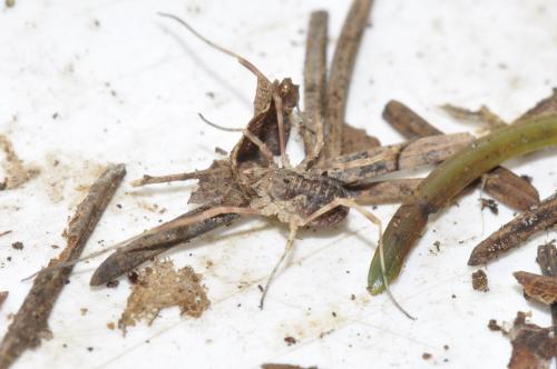 Réf. 214 793 : Lophopilio palpinalis