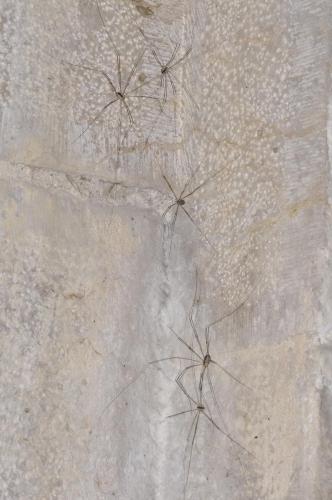 Réf. 214 784 : Leiobunum religiosum