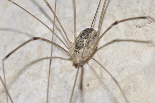 Réf. 214 786 : Leiobunum religiosum