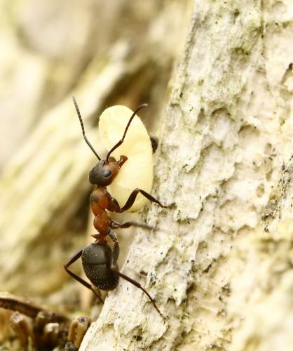 Réf. 214 089 : Formica rufa