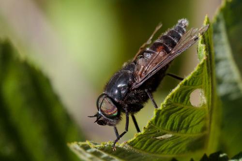 Hybomitra aterrima